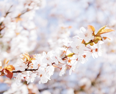 Combate la alergia primaveral con una dieta adecuada
