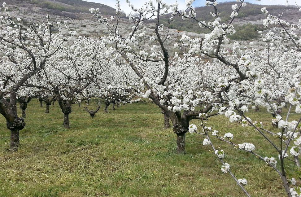 El espectáculo de los cerezos en flor del Valle del Jerte