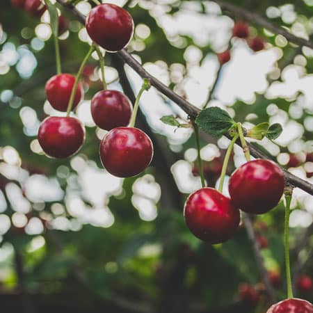 El espectáculo de los cerezos en flor del Valle del Jerte