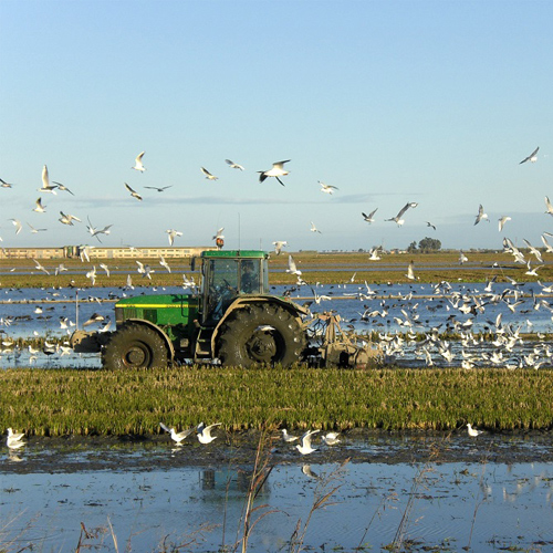 RietVellArrozCalidad